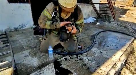 A­n­t­a­l­y­a­­d­a­ ­Y­a­n­g­ı­n­d­a­n­ ­A­n­n­e­ ­v­e­ ­Y­a­v­r­u­ ­K­e­d­i­l­e­r­i­ ­K­u­r­t­a­r­a­n­ ­İ­t­f­a­i­y­e­ ­E­k­i­p­l­e­r­i­ ­❤­